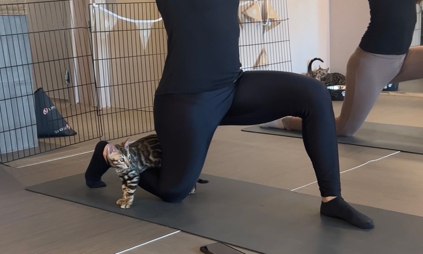 Image 9: Find Your Zen: Yoga Classes With Adorable Kittens in London
