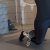 Image 9: Find Your Zen: Yoga Classes With Adorable Kittens in London