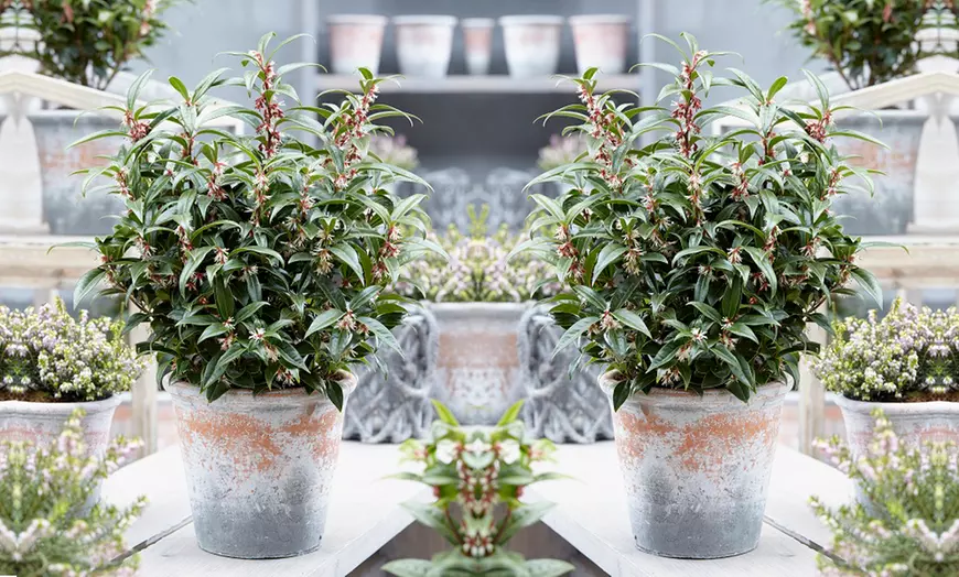 Image 1: One or Two Sarcococca Winter Gem Potted Plants
