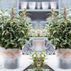 Image 1: One or Two Sarcococca Winter Gem Potted Plants