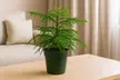 4" or 6" Norfolk Island Pine with Free Shipping - Indoor and Outdoor Christmas Plants (Up to 10%Off) - Second Medium