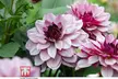One, Three or Six Dahlia Creme de Cassis Plants - Image 4