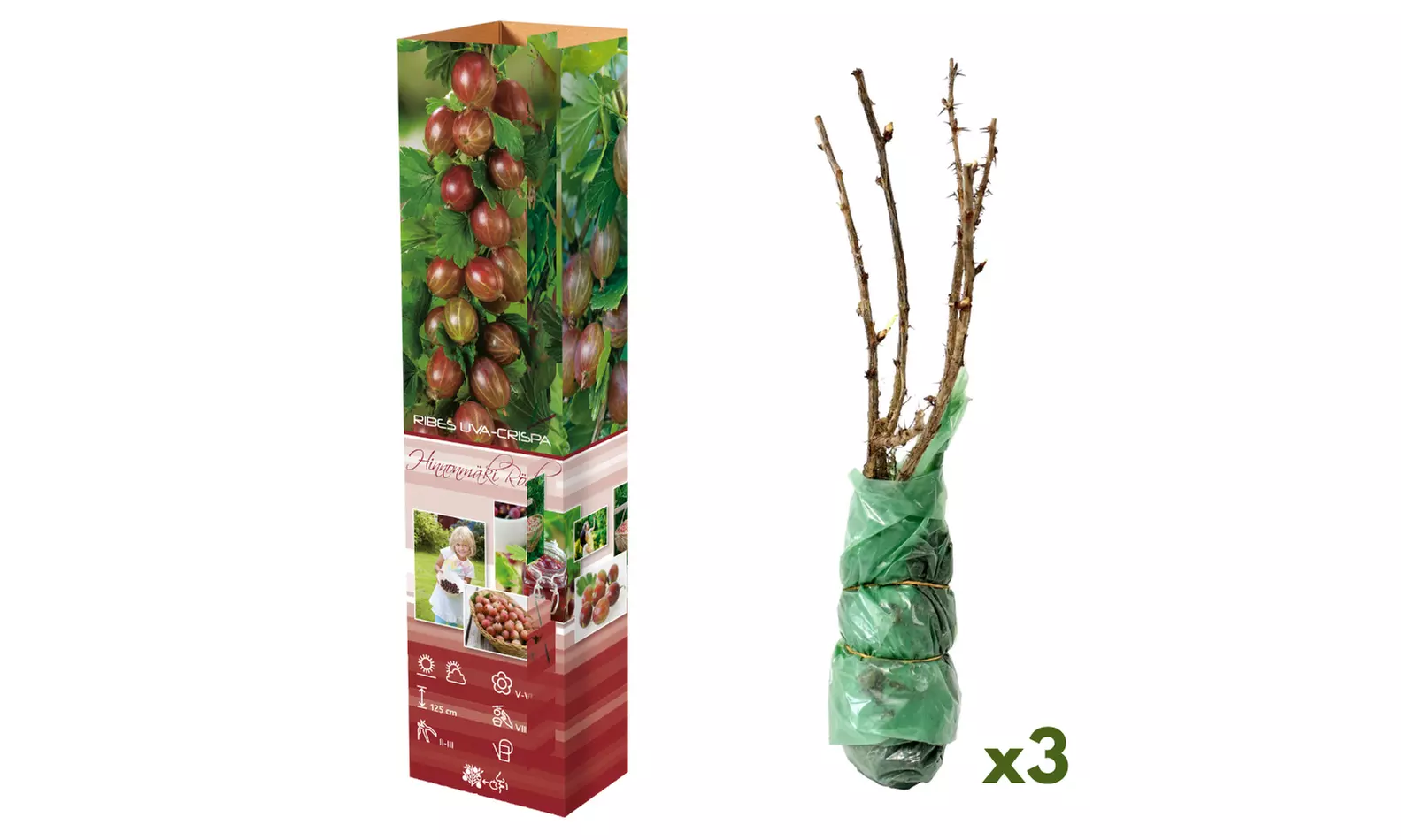 3er- oder 6er-Set rote oder grüne Stachelbeeren