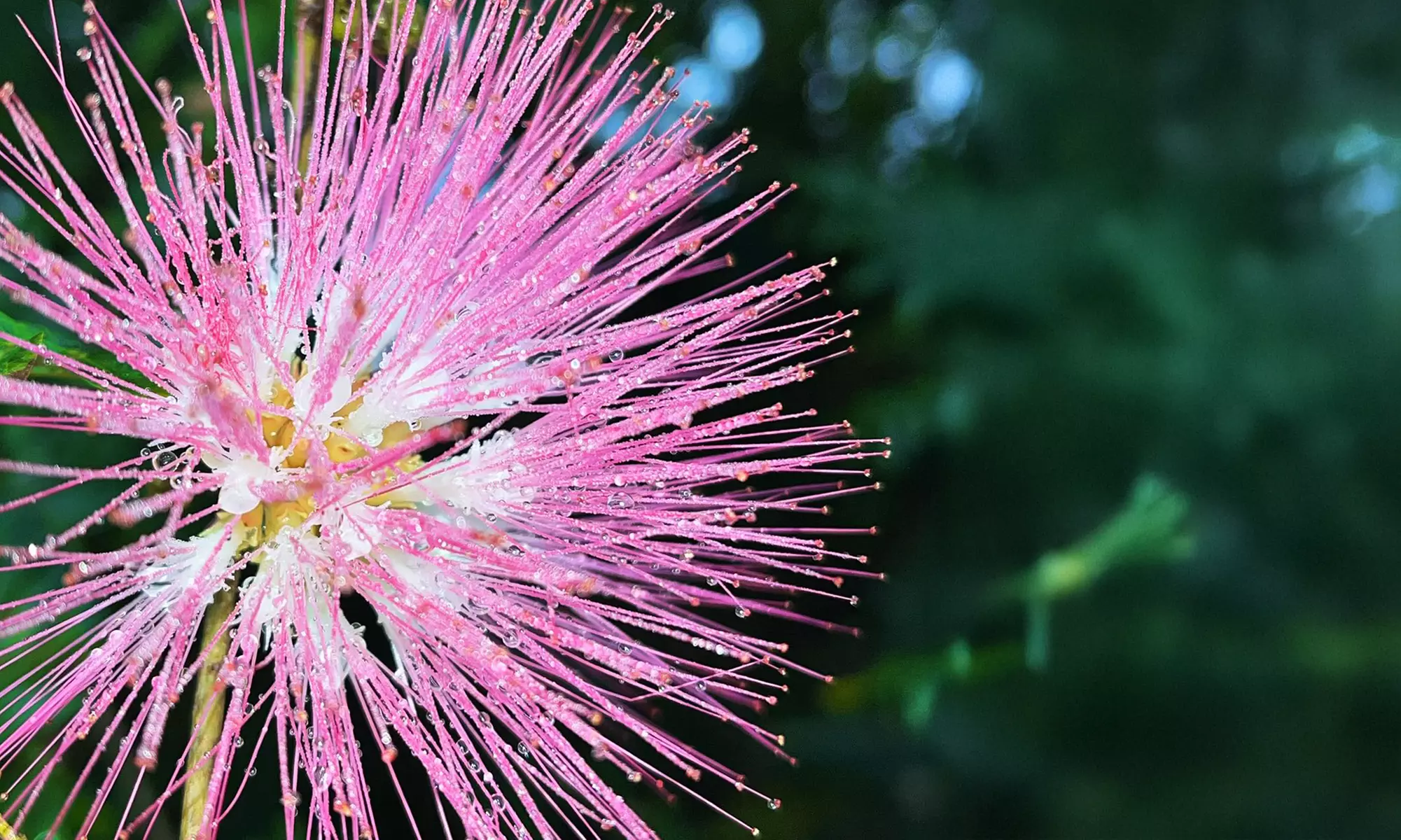 Step Into Nature’s Wonderland at Mounts Garden with GA Tickets
