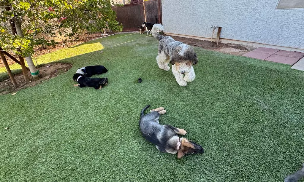 Three or Five Days of Doggy Daycare for your Furry Friends