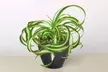 Spider Plant 'Bonnie' in 3", 4", 6", and 8" sizes with Free Shipping – Easy Care & Air-Purifying Indoor and Outdoor Plants Up to 15%Off - Second Medium