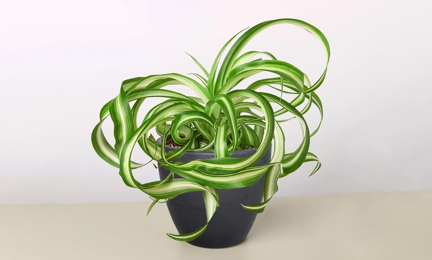 Image 2: Curly Charm: Spider Plant 'Bonnie' – Easy Care & Air-Purifying from House Plant Shop with Free Shipping Up to 15%Off