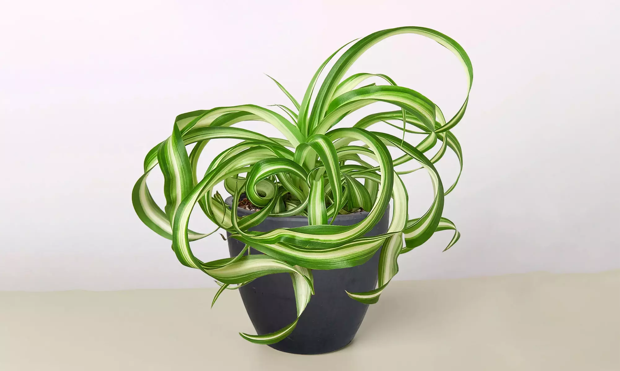 Curly Charm: Spider Plant 'Bonnie' – Easy Care & Air-Purifying from House Plant Shop with Free Shipping Up to 15%Off