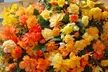 Up to 60-Pack Begonia Apricot Shades - Image 3