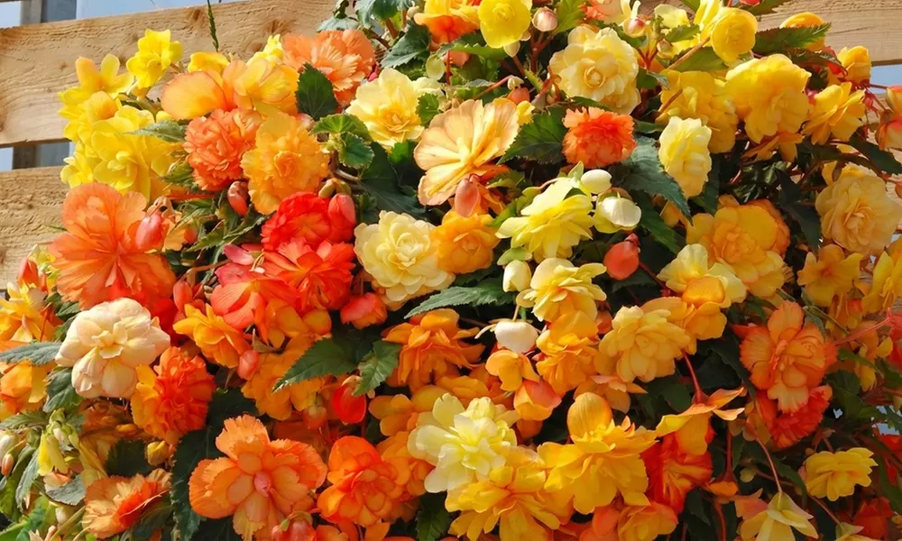 Up to 60-Pack Begonia Apricot Shades