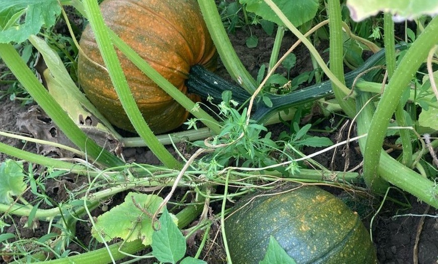 Image 9: Halloween Maze Entry with Pumpkin Picking for Two, Three or Four