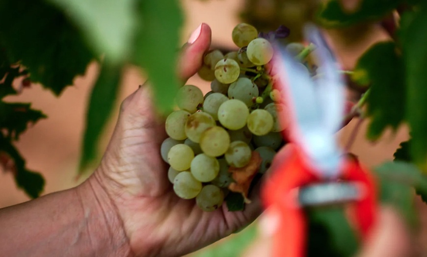 Image 4: Visita a bodega con cata de vinos o cavas y aperitivo para 2 o 4