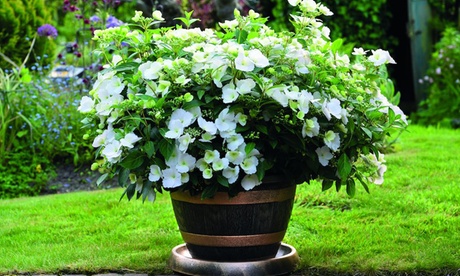 Thompson & Morgan Hydrangea Runaway Bride - White/Pink - 13cm Pot - Image 2