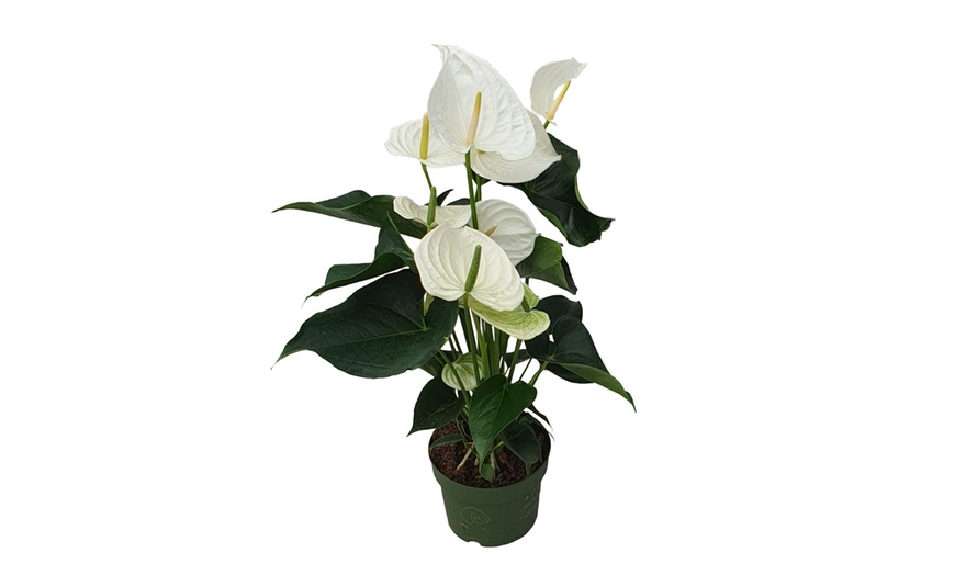 Image 10: Planta de anturio en maceta de 12, 14 o 17 cm de Rootz