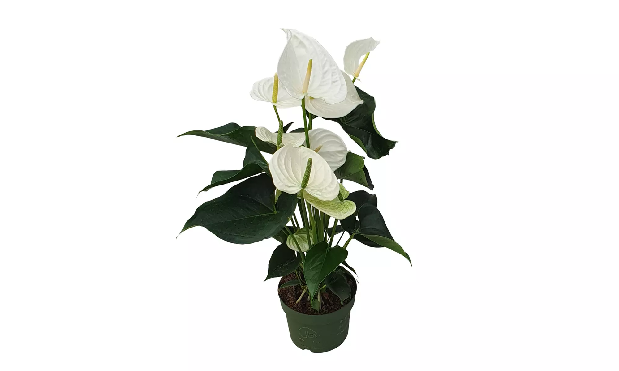 Planta de anturio en maceta de 12, 14 o 17 cm de Rootz