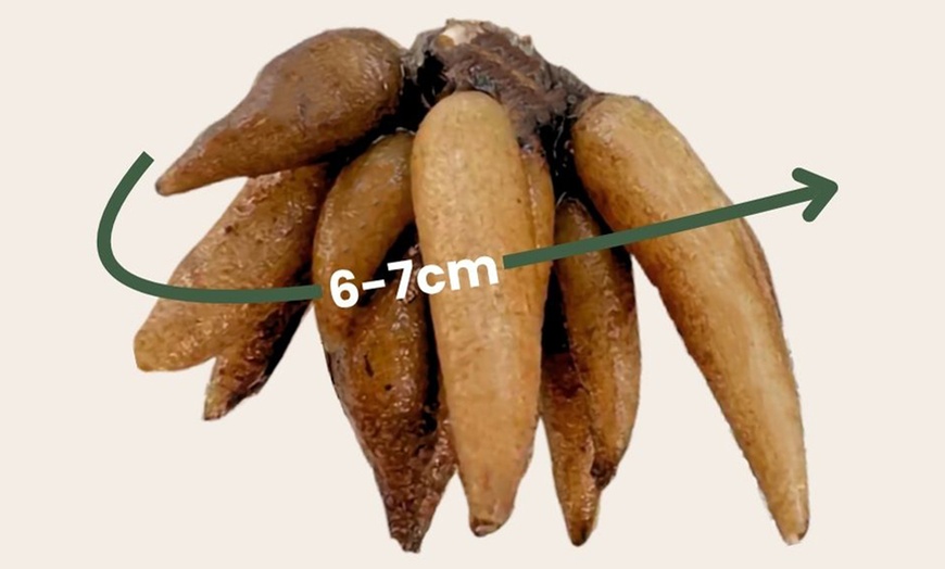 Image 7:  80 bulbes de Ranunculus en coloris mixte