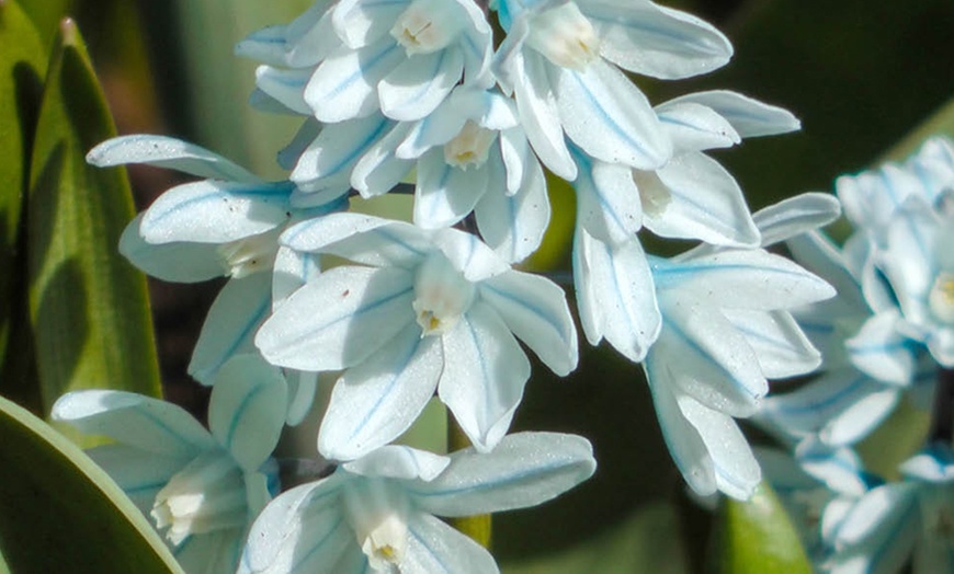 Image 6: 60 or 120 Puschkinia Libanotica Spring Flowering Bulbs
