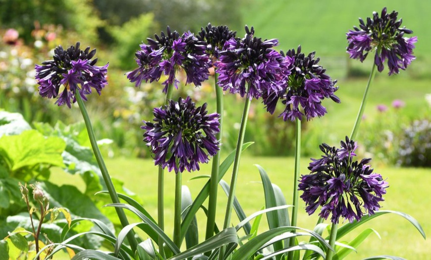 Image 2: Agapanthus 'Black Jack' - One, Two or Three  Potted Plants