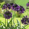 Image 2: Agapanthus 'Black Jack' - One, Two or Three  Potted Plants