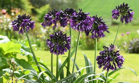 Groupon Unisex Black Agapanthus Jack - One Two Or Three Potted Plants: Two