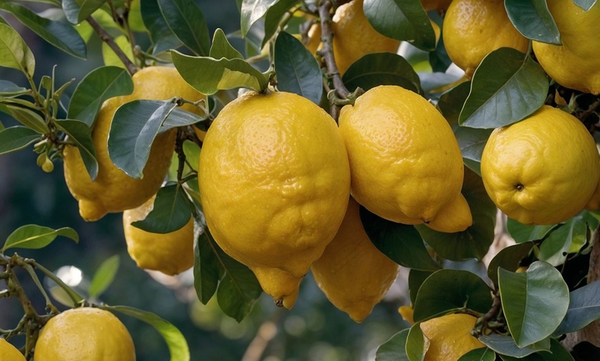 Image 1: Mediteraanse plantenset