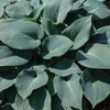 Image 4: Mixed Hardy Hosta Collection