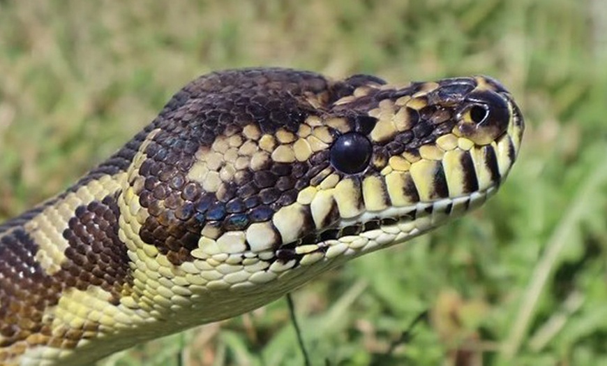 Image 7: Admission to Australian Wildlife for Child, Adult, Senior or Family