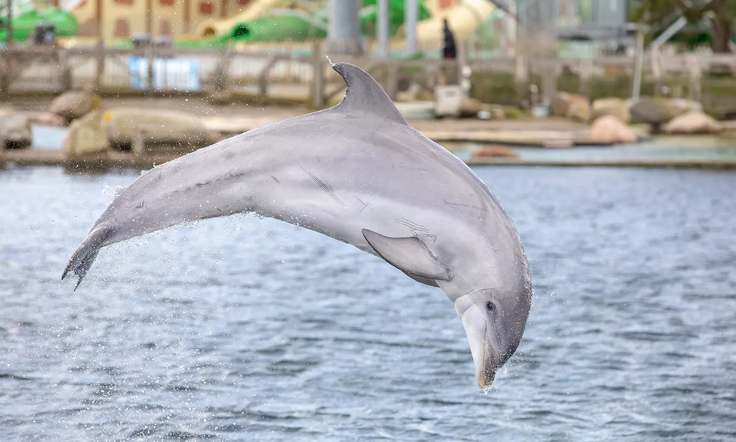 Einrittskarte "Dolfinarium" in Harderwijk, Niederlande für 1 Person