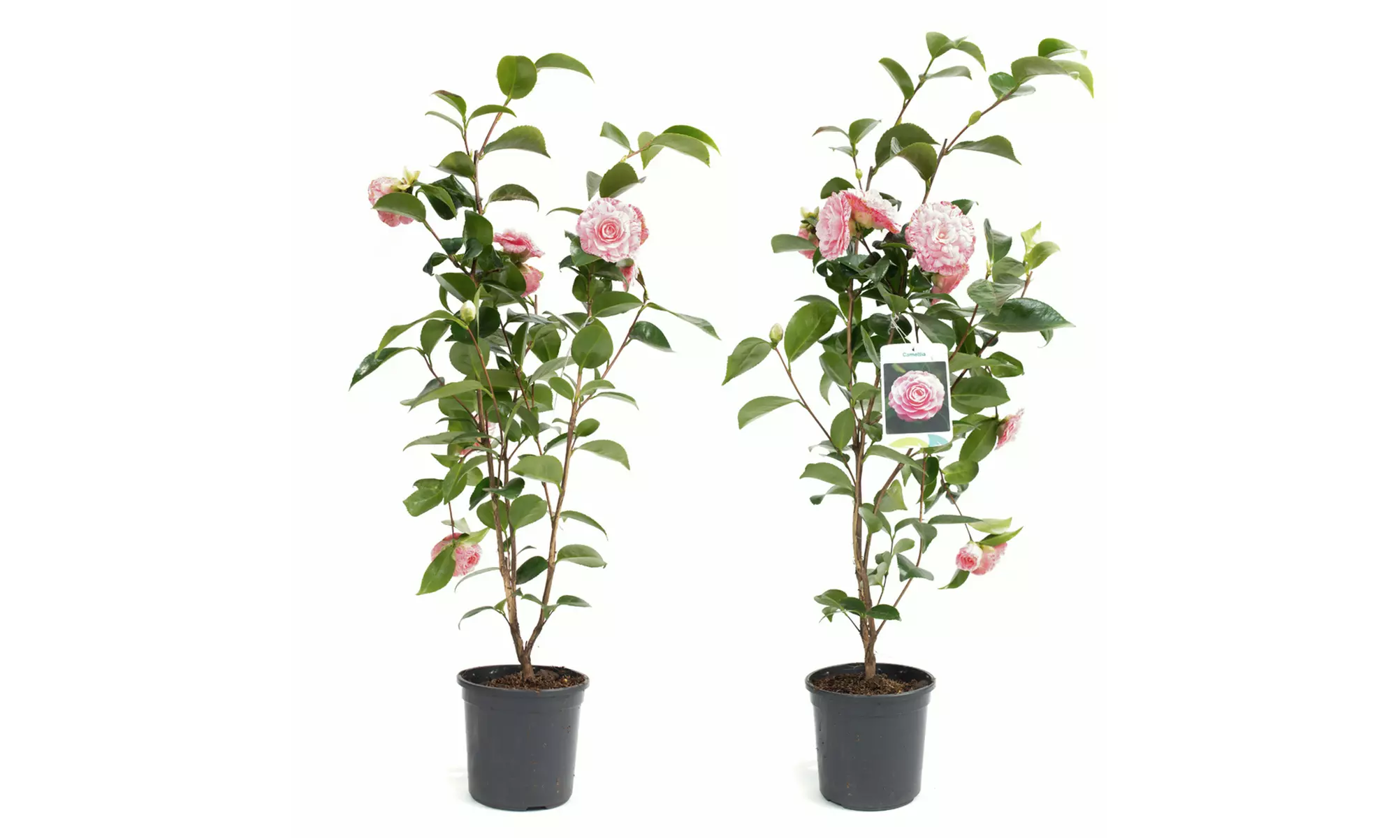 1 oder 2 japanische Rosen-Sträucher "Camellia japonica" XL