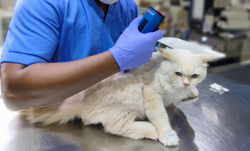 Image 3: Dental Care for Cats or Dogs