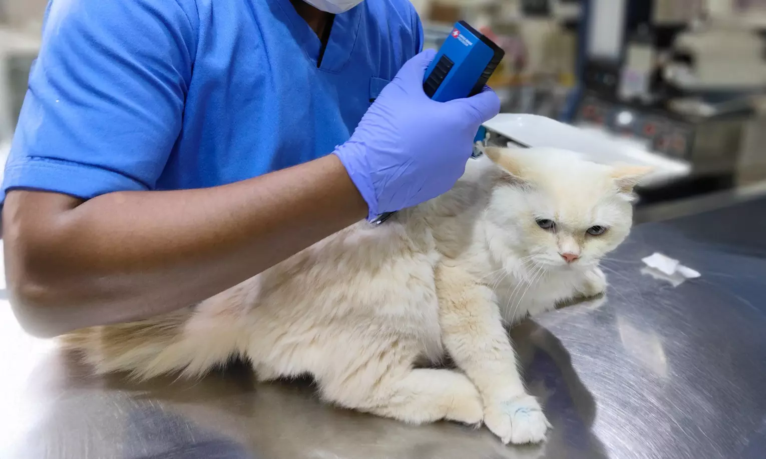 Dental Care for Cats or Dogs