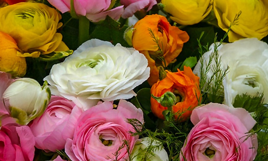 Image 1: Set van 80 ranonkelbollen van Rootz