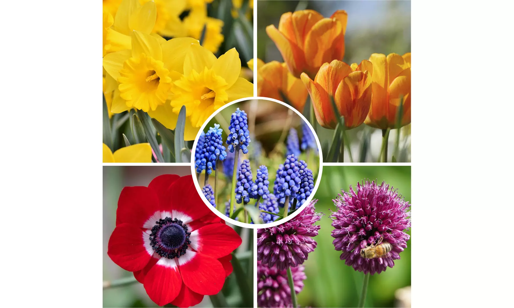 125 oder 250 Blumenzwiebeln - Primary Image