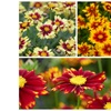Image 1: Tickseed Flower Collection
