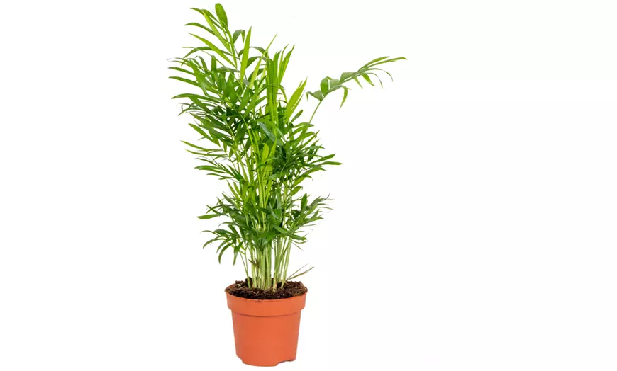 Image 3: Mix van 4 huisdiervriendelijke kamerplanten