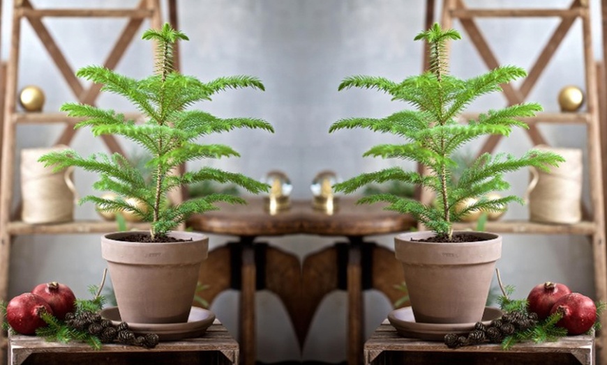 Image 4: Araucaria Indoor Pine Tree