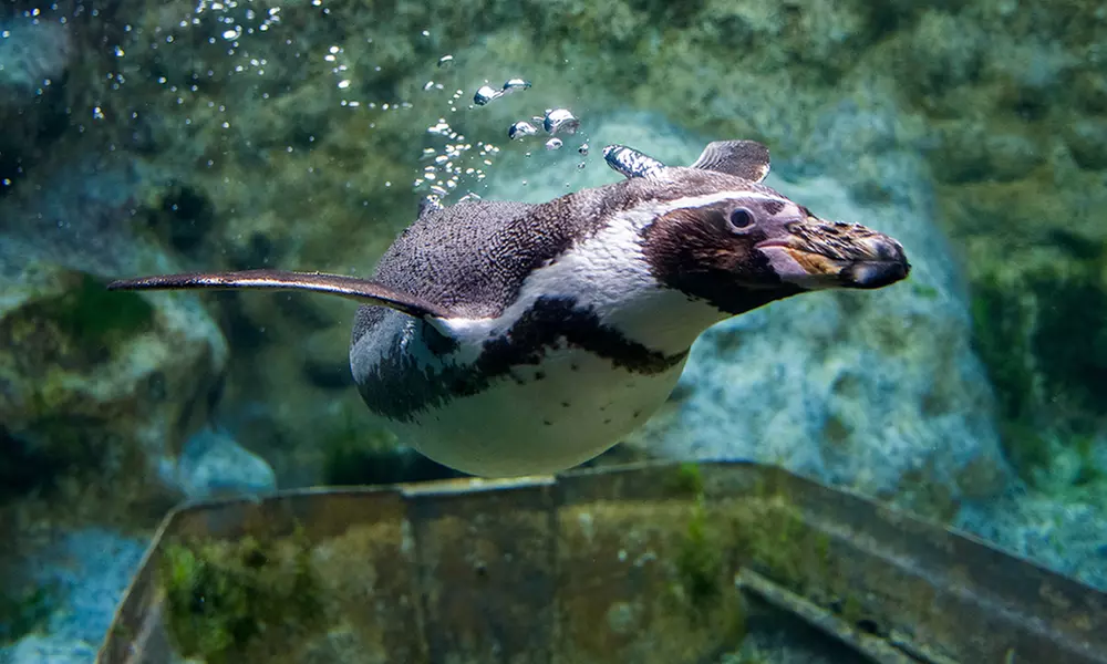 Essex: 4* Stay for 2 or 4 with Breakfast and optional Zoo tickets