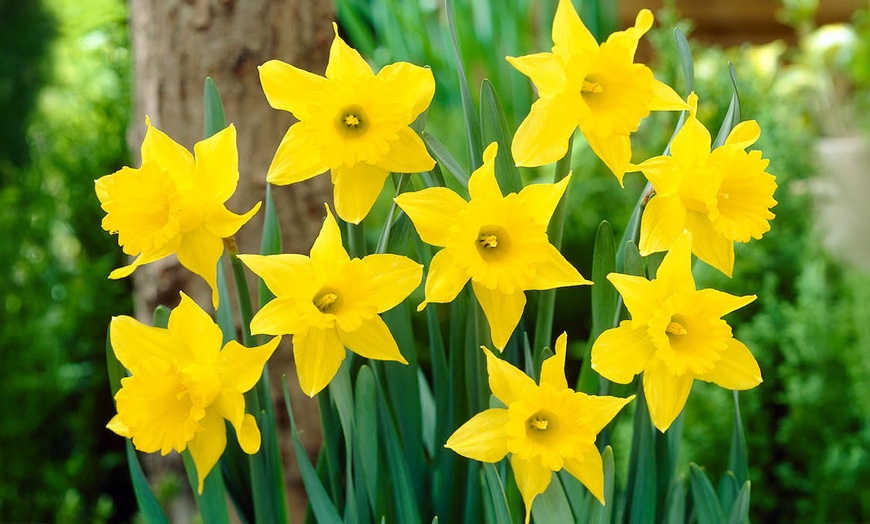 Image 2: King Alfred Daffodil Bulbs – Pack of 20 or 40 for Spring Flowering