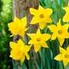 Image 2: King Alfred Daffodil Bulbs – Pack of 20 or 40 for Spring Flowering