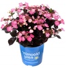 Image 11: Hydrangeas in Quart, 1 Gallon, and 2 Gallon Sizes with Free Shipping (Up to 15% Off)