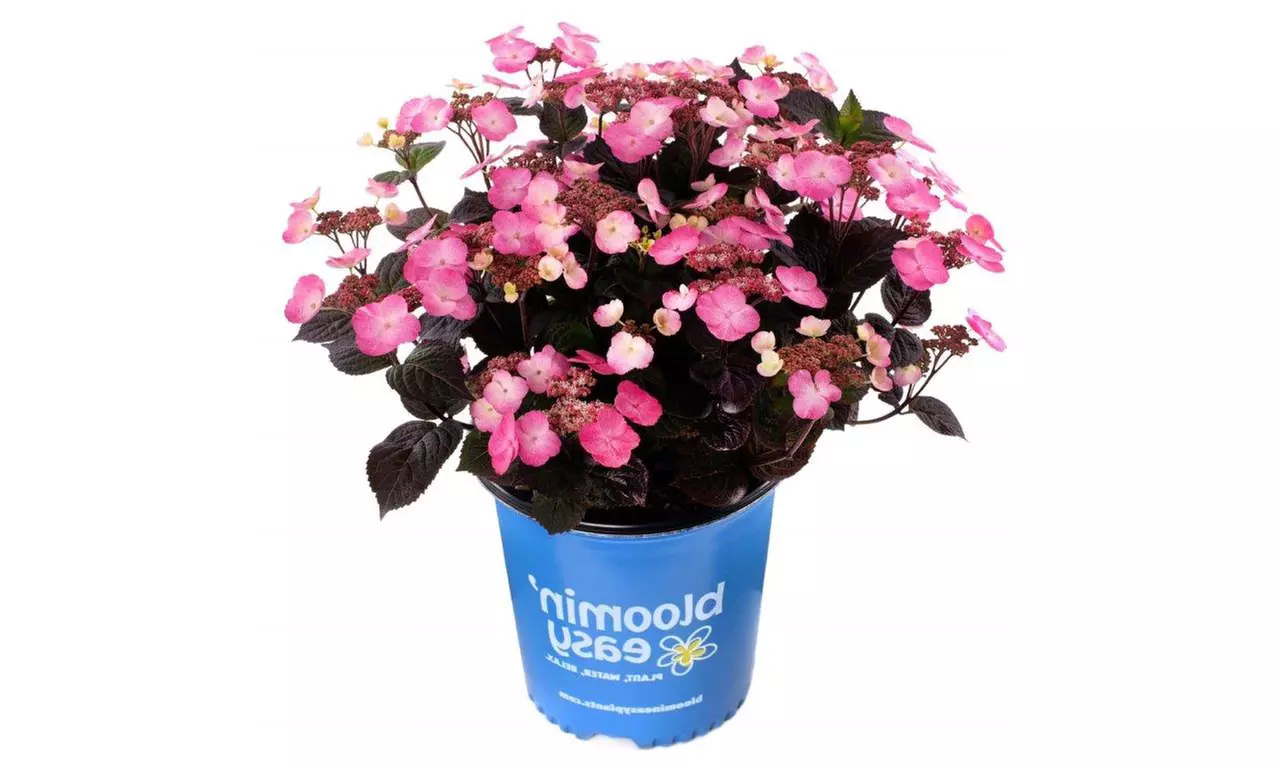 Hydrangeas in Quart, 1 Gallon, and 2 Gallon Sizes with Free Shipping (Up to 24% Off)