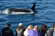Enjoy Scenic Whale And Dolphin Watching or Harbor Tours in Long Beach or San Pedro: Harbor Breeze (Up to 50% Off) - Second Medium
