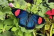 Step into a Tropical Paradise at London Butterfly Gardens with Entry for Adults and Children (Up To 47% Off) - Second Medium