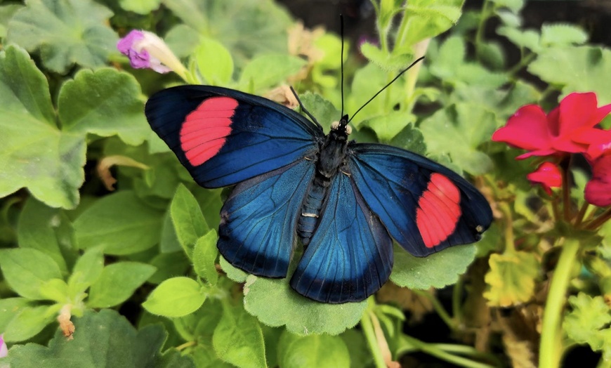 Image 5: Magic of London Butterfly Gardens with Entry for Adults and Children!