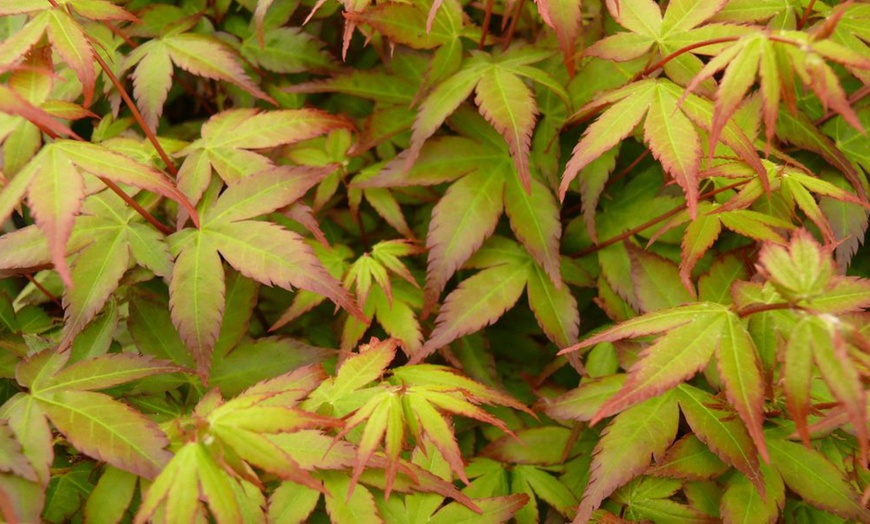 Image 15: Mixed Japanese Acer Palmatum Potted Plants