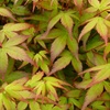 Image 15: Mixed Japanese Acer Palmatum Potted Plants