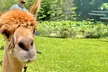 Public Single-Ticket Experience Or Private Walking Alpaca Experience Tour for Up to 20 People (Up to 50% Off) - Second Medium