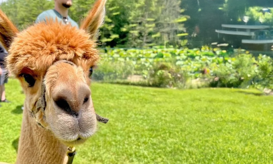 Image 3: Unforgettable Alpaca Walking & Feeding Experience for All Ages