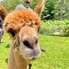 Image 3: Unforgettable Alpaca Walking & Feeding Experience for All Ages