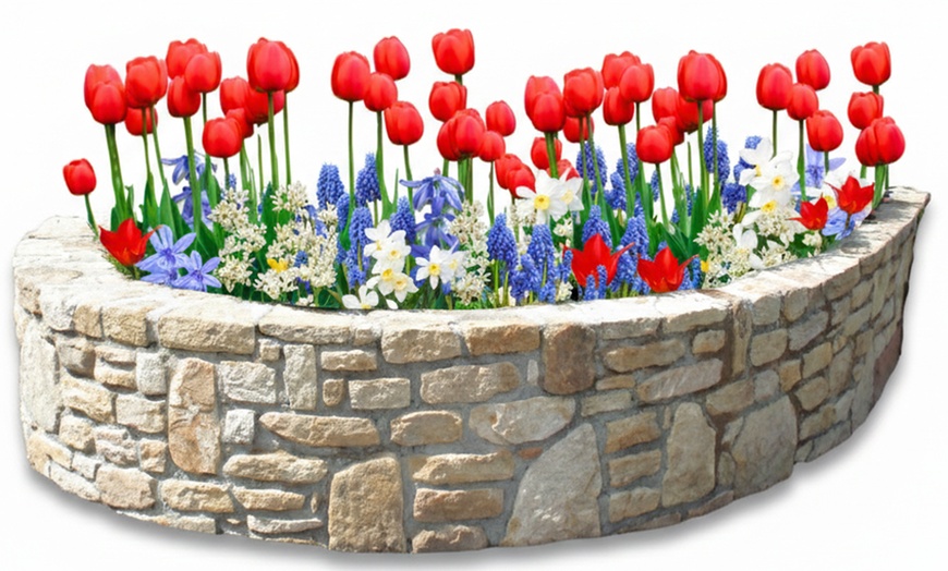 Image 13: 125 o 250 mix di bulbi colorati